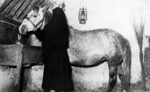 cavalla storna e madre