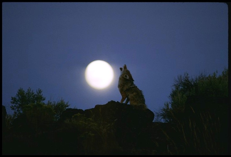 Luna 1