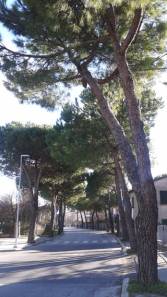 Via Tosi alberi